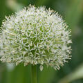 Grossbl�tiger Kugellauch 'Mount Everest' (korr)