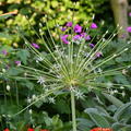 Allium schubertii 'Arctic Snow'