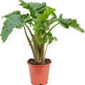 Alocasia 'Low Rider', Busch, im 19cm Topf, H�he 55cm, Breite 50cm