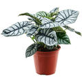Alocasia 'Silver Dragon', Busch, im 19cm Topf, H�he 45cm, Breite 40cm