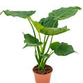 Alocasia cucullata, Busch, im 19cm Topf, H�he 60cm, Breite 55cm