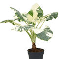 Alocasia macrorrhizos variegata, Stamm, im 34cm Topf, H�he 130cm, Breite 120cm