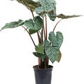 Alocasia sarawakensis 'Yucatan princess', Busch, im 24cm Topf, H�he 120cm, Breite 90cm