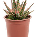 Aloe 'Pink Blush', im 17cm Topf, H�he 25cm, Breite 22cm