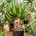 Aloe tomentosa (100-120), Stamm, im 36cm Topf, H�he 110cm, Breite 60cm