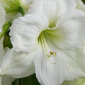 Amaryllis, Hippeastrum Moscow