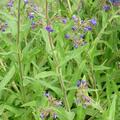 Anchusa azurea 'Dropmore', Anchusa azurea 'Dropmore'