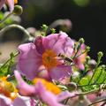 Anemone hupehensis 'Praecox' Staude
