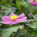 Anemone tomentosa Serenade