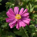 Anemone x japonica 'Prinz Heinrich'