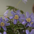 Busch-Windr�schen 'Royal Blue'