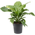 Anthurium elipticum 'Jungle Bush', Busch, im 24cm Topf, H�he 65cm, Breite 55cm
