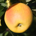 Apfel Paradis Bella Bionda� Marylin�