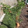 Apfel Paradis� Fantasia�, Malus