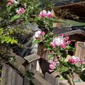 Apfel Paradis� Ninifee�, Malus domestica