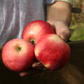 Lubera� Apfel Paradis Sierra�