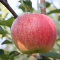 Apfel Paradis� Sparkling�