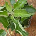 Apfel Paradis� Werdenberg�, Malus domestica