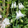 Aquilegia 'Spring Magic Wei�', Aquilegia 'Spring Magic Wei�'