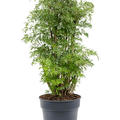 Aralia (Polyscias) 'Ming', Verzweigt, im 24cm Topf, H�he 80cm, Breite 45cm