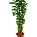 Aralia (Polyscias) 'Roble', Verzweigt, im 27cm Topf, H�he 110cm, Breite 40cm