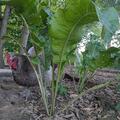 Armoracia rusticana, Armoracia rusticana