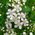 Aronia 'Hugin', Aronia x prunifolia
