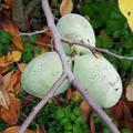 Asimina triloba 'Prima', Pawpaw 'Prima', Erntereife Pawpaw-Fr�chte, Dreilappige Papau, Indianerbanane