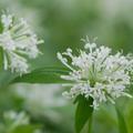Asperula taurina