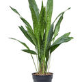 Aspidistra elatior 'milky way', Tuff, im 17cm Topf, H�he 65cm, Breite 40cm