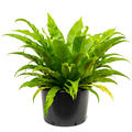 Asplenium antiquum, Busch, im 37cm Topf, H�he 70cm, Breite 75cm