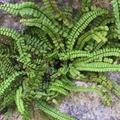 Asplenium trichomanes