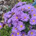 Aster dumosus 'Blaue Lagune'