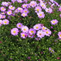 Aster dumosus 'Herbstgruss v. Bresserhof'
