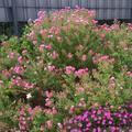 Aster novae-angliae 'Rosa Sieger', Bl�ten im Herbst, pink, rosa, Staude