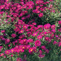 Aster novi-belgii 'Royal Ruby', Glattblatt Aster