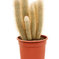 Austrocephalocereus dybowskii, Tuff, im 21cm Topf, H�he 40cm, Breite 25cm