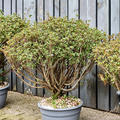 Azalea japonica 'Aladdin Scout' (80-100), Busch, im 35cm Topf, H�he 90cm, Breite 85cm
