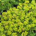 Azorella trifurcata 'Nana'