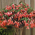 Begonia Bertinii boliviensis 'San Francisco', Knollenbegonie