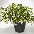 Begonia Bertinii boliviensis Santa Barbara, Knollenbegonie