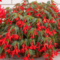 Begonia Bertinii boliviensis 'Santa Cruz?, Knollenbegonie, Begonie