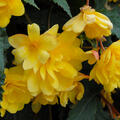 Begonia pendula Cascade 'Geel'