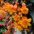 Begonia pendula Cascade 'Oranje'