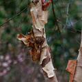 Kupfer-Birke, Betula albosinensis 'Fascination'