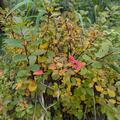Birkenbl�ttrige Spiere 'Tor Gold'�, Spiraea betulifolia 'Tor Gold'