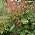 Bistorta amplexicaulis 'Orangofield' (S)