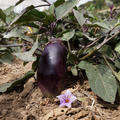 Aubergine Benarys Blauk�nigin