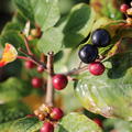 Rhamnus Minaret im Herbst