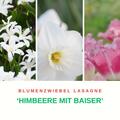 Blumenzwiebel Lasagne Himbeere mit Baiser mit Sternhyazinthe 'Alba', Grosskronige Narzisse 'White Plume', Gefranste Tulpe 'Fancy Frills'